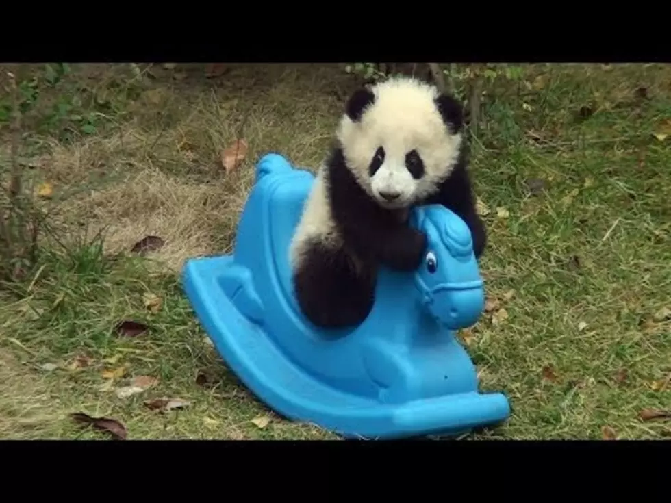 Your Daily Dose Of &#8216;Awwwww&#8217; &#8211; A Baby Panda Riding On A Toy Pony [Video]