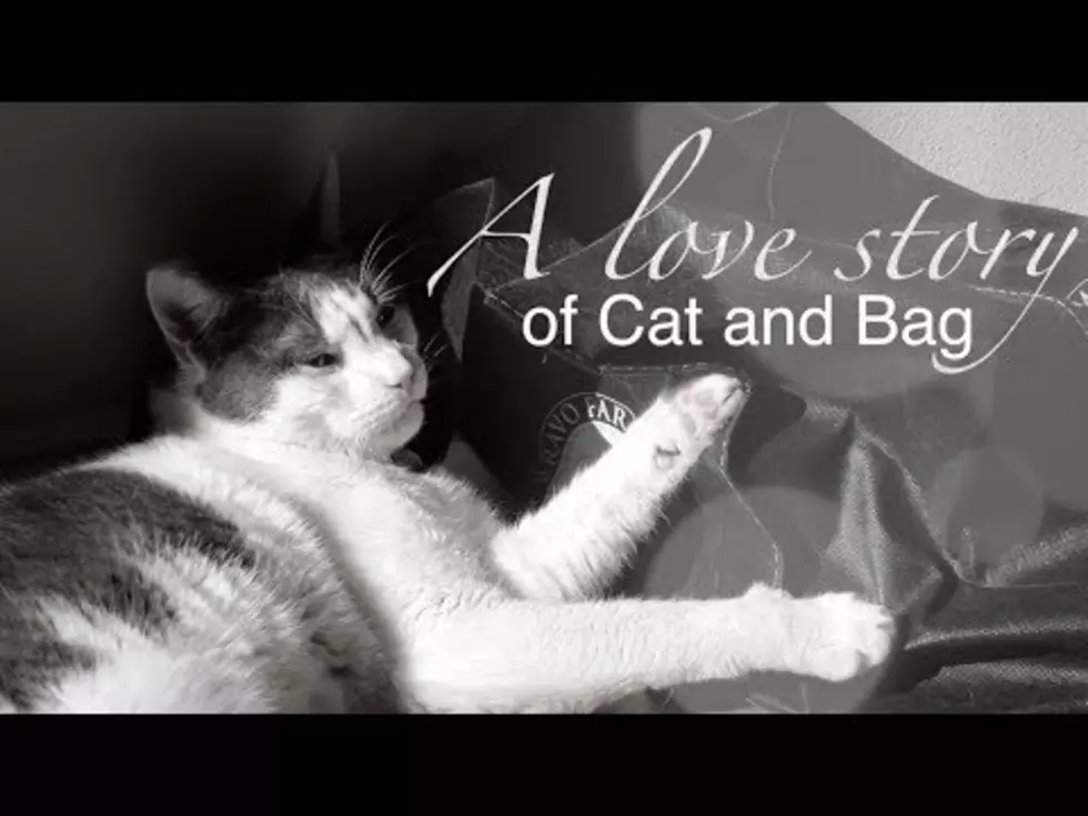 Your Daily Dose Of &#8216;Awwwww&#8217; &#8211; Cat Falls In Love With A Bag [Video]