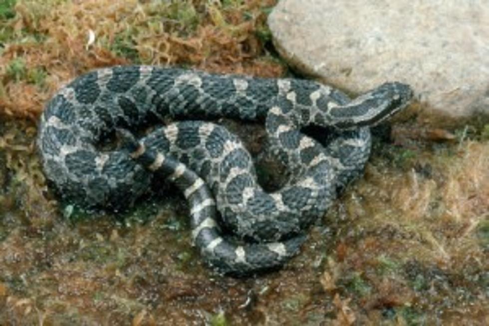 DNR Offers Tips For People Who Encounter Snakes