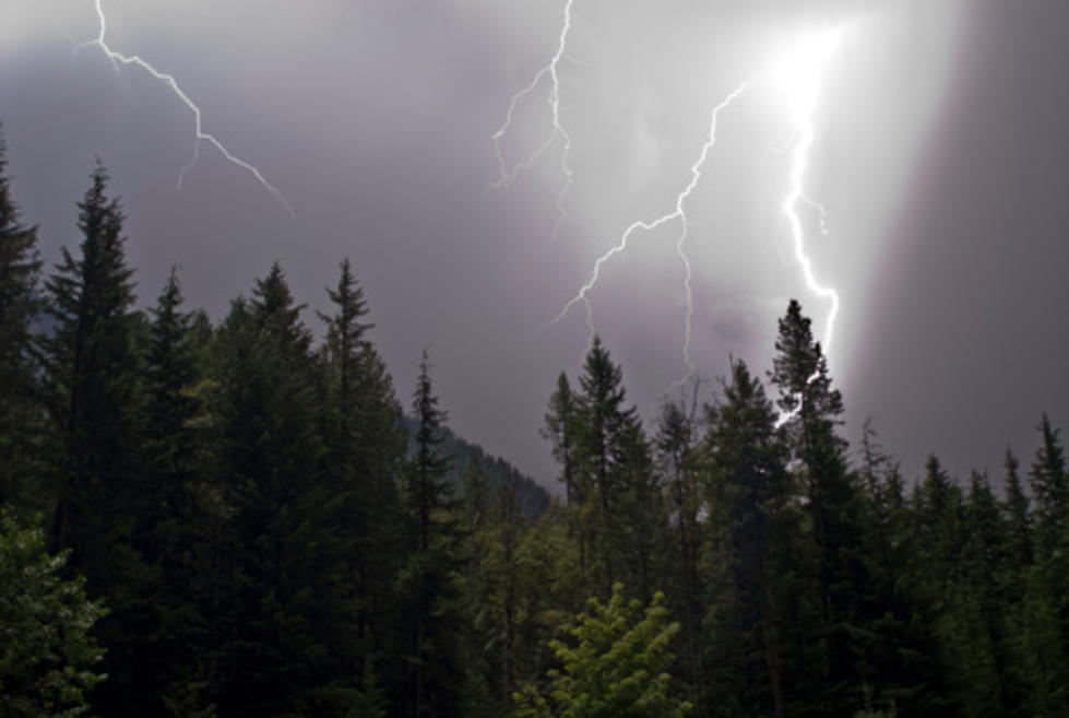 The Reason You Don&#8217;t Seek Shelter Under A Tree During A Storm [Video]