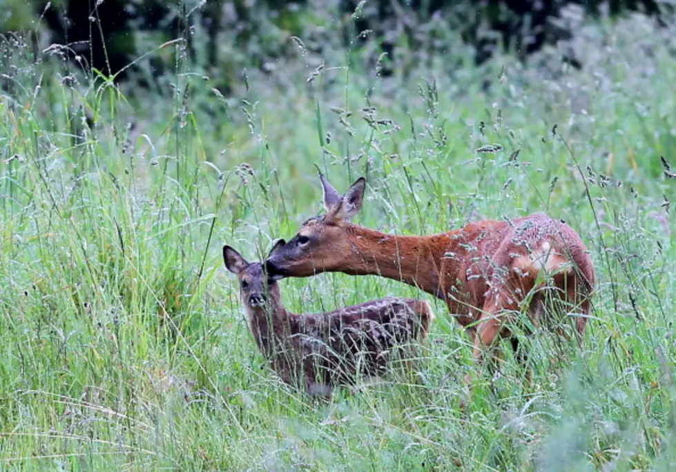 Real Life Bambi [Video]