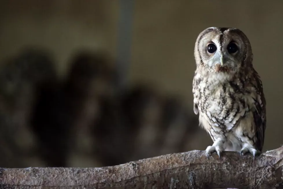 Baby Owl Interrogated [Video]