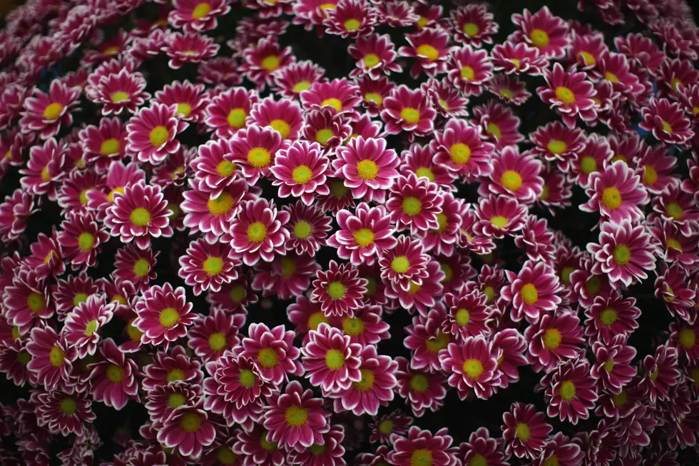 Chrysanthemums and More Coming to Meijer Gardens Sept. 18 – Nov. 1