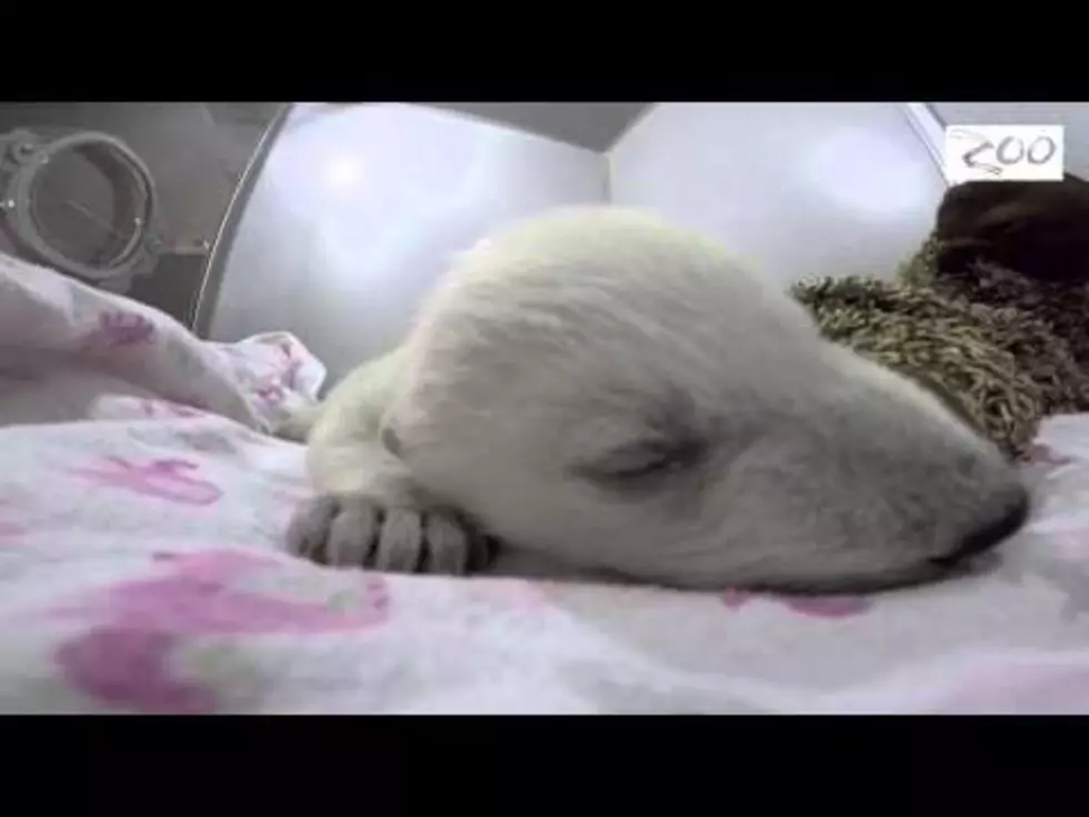 Sleeping Polar Bear Will Melt Your Heart [Video]