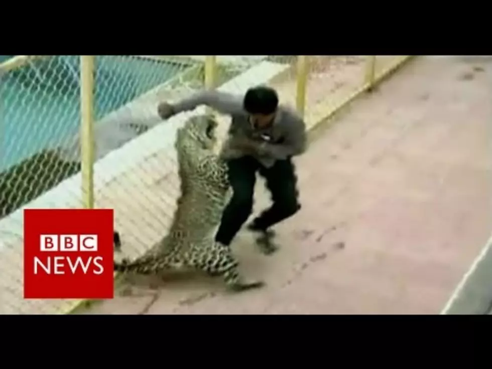 Leopard Attacks 6 People in a School in India [Video]