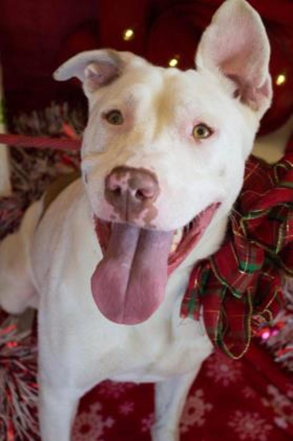Meet Candy - Christine's Pet of the Week!