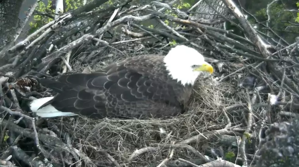 Bald Eagle Cam Is The Greatest Thing Ever