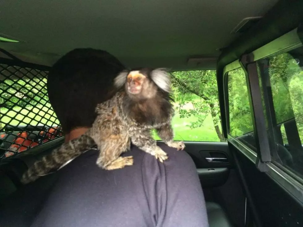 #RobsPeople – Not Hard to Find the Guy With a Monkey on His Back