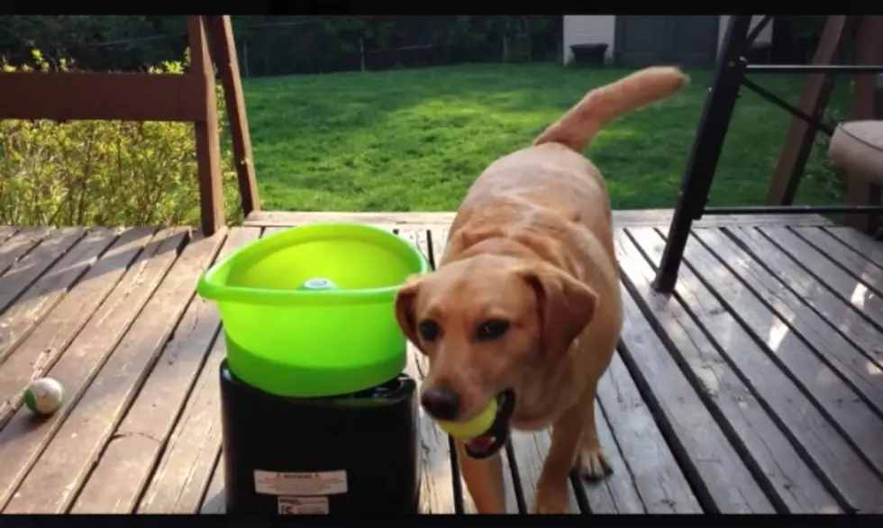 Need To Smile?  Watch This Dog Play Fetch, With Himself!