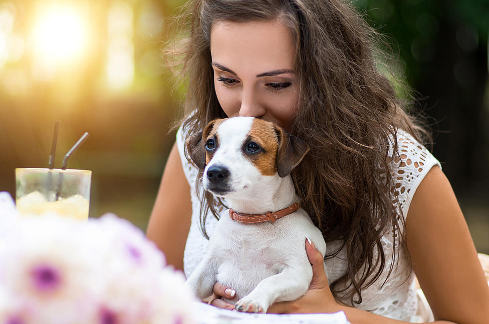 Dining With Your Dog Could Be a Thing in MI!