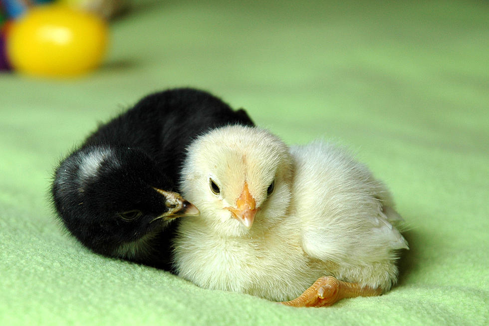 Do You Want Salmonella? No? Than Stop Kissing Chickens, CDC Warns
