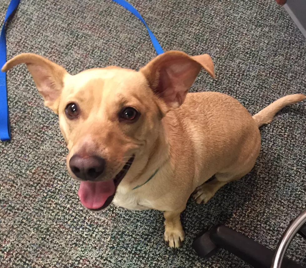 Meet Bailey – Christine’s Pet of the Week!
