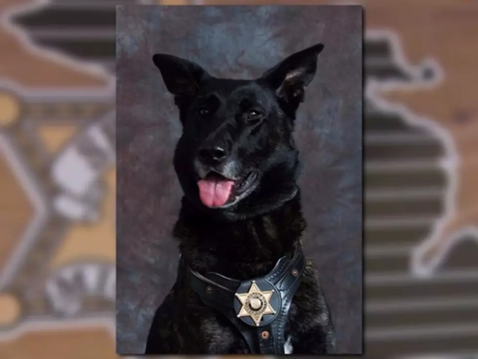 K9 Officer Praised After Finding Lost 4 Year Old Boy