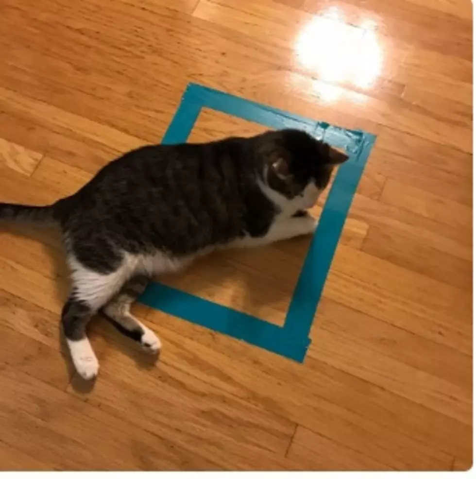 Rob Asks: Do All Cats Fall For The Square On The Floor Trick?