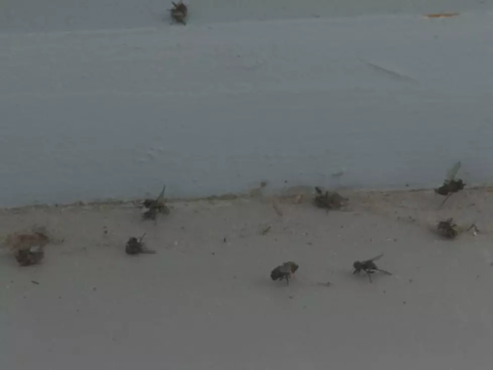 Black Flies Have Invaded A Few Ottawa County Beaches