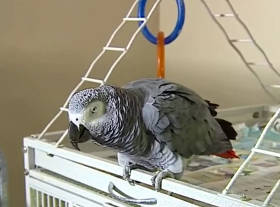 West Michigan Woman Found Guilty of Murder Witnessed by Pet Parrot