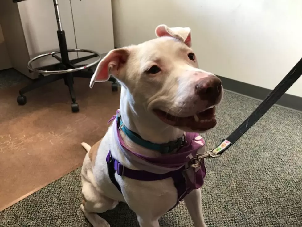 Meet Candy &#8211; Christine&#8217;s Pet of the Week!