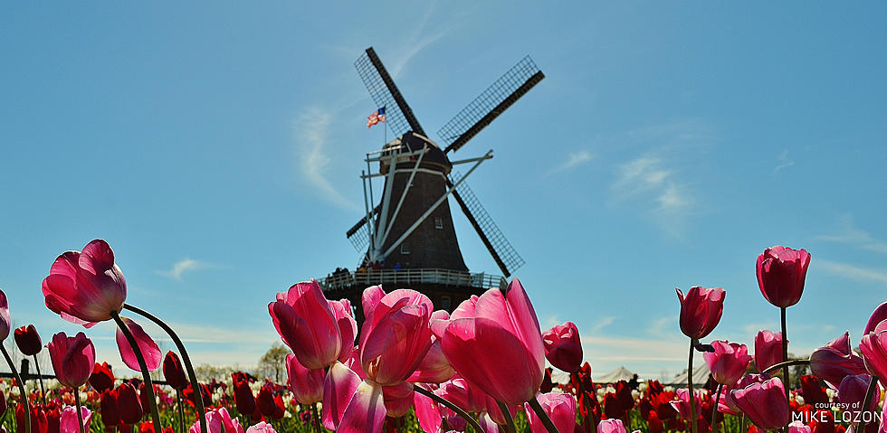 Four Things to Do at Tulip Time This Weekend
