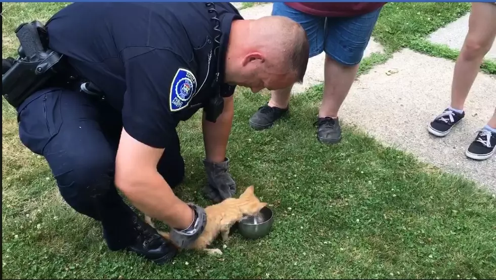 Ionia Officers Rescue Dehydrated Kitten From Car’s Fender 