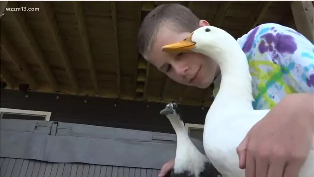 Township Agrees To Let West MI Boy Keep His Therapy Ducks