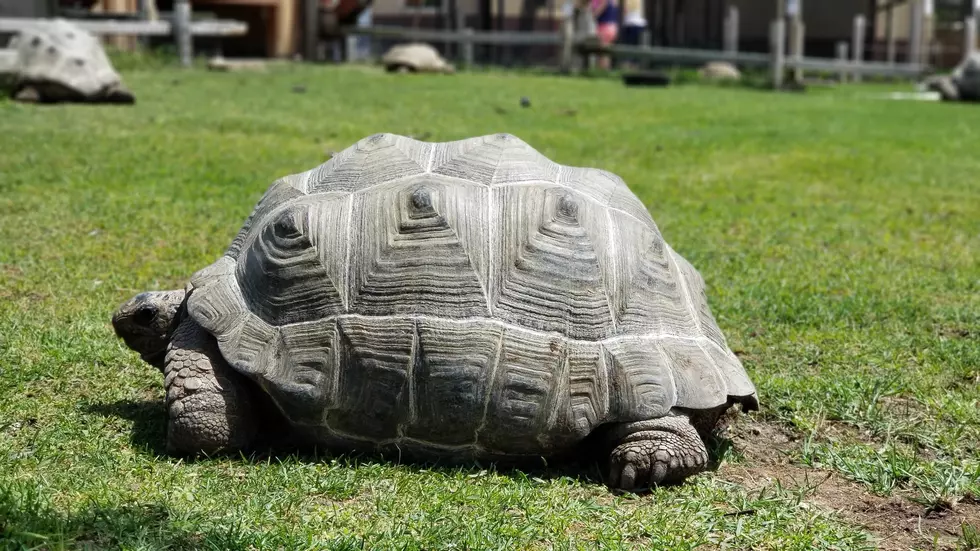 Video of Tortoise Helping Other Tortoise in Alto Is Squad Goals
