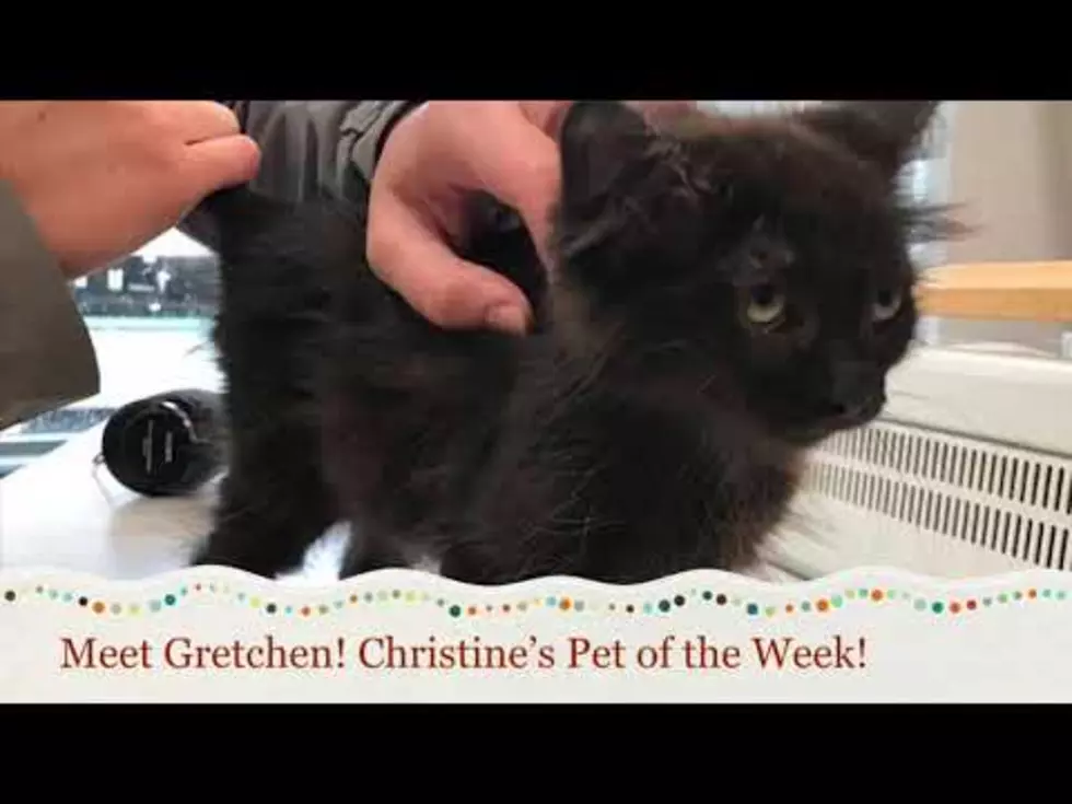 Meet Gretchen Wieners ~ Christine's Pet of the Week! [Video]