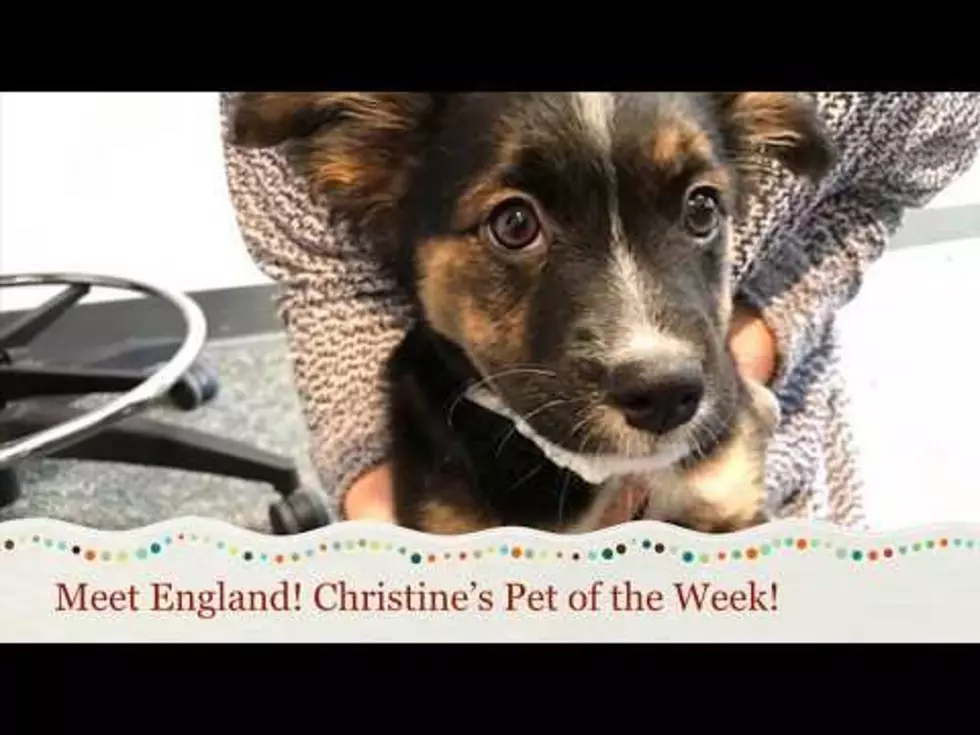 So Much Puppy Love with 'Christine's Pet of the Week!' [Video]