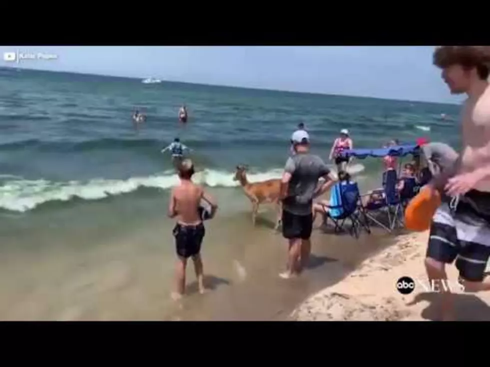 MI DNR May Tranquilize Deer Who Was Having Fun at Saugatuck Beach