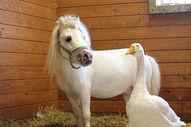 A Mini Horse And His Goose BFF Need To Find A Forever Home