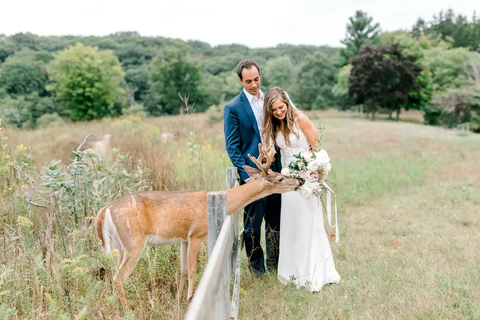 ‘I Love You Deerly’ – West Michigan Couple’s Wedding Photos Photobombed by Deer