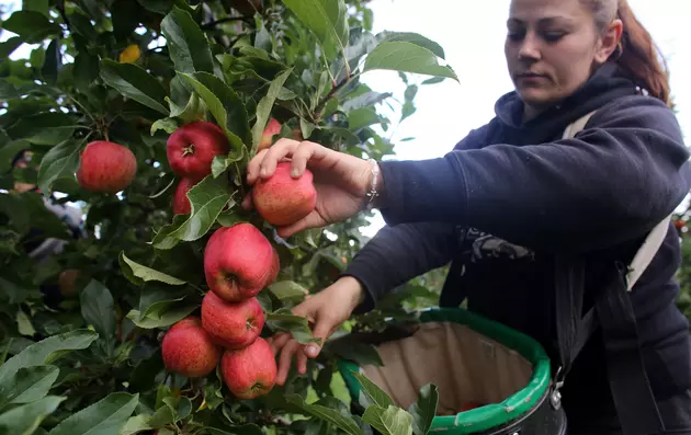 People Doing Good: Neighbors Help Local MI Farmer Harvest Apples