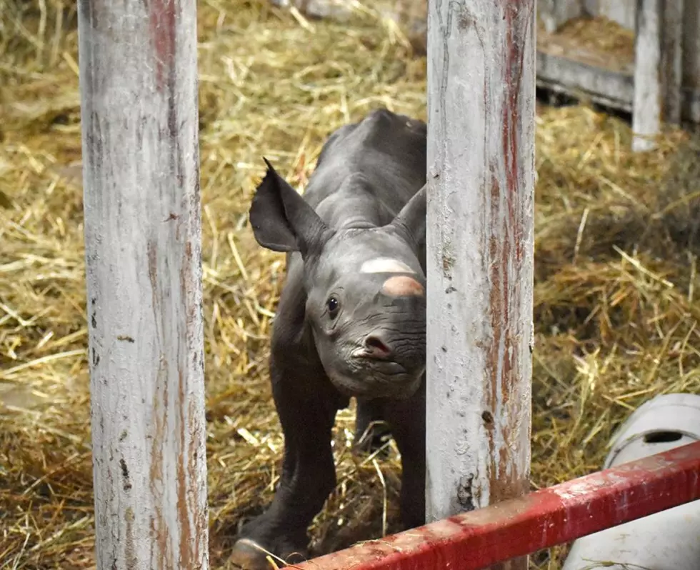 Lansing Zoo is Celebrating Birth of Endangered Black Rhino