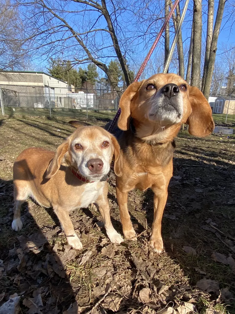 Meet Whiskey & Scotch! They’re Married & Need a Home [Video]