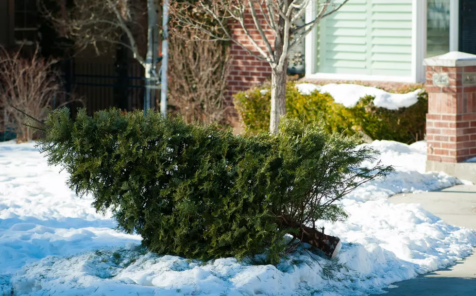How You Can Dispose Of Your Live Christmas Tree In Grand Rapids