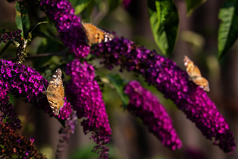 Frederick Meijer Gardens&#8217; Butterflies Are Starting To Emerge