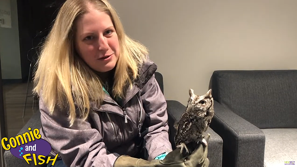 Allyson Shows Off An Owl And Opossum From The Wildlife Rehab Center