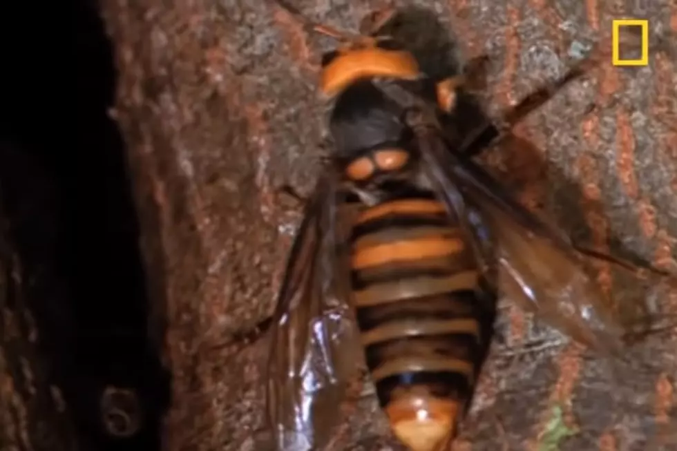 ‘Murder Hornets’ May Never Make Their Way to Michigan