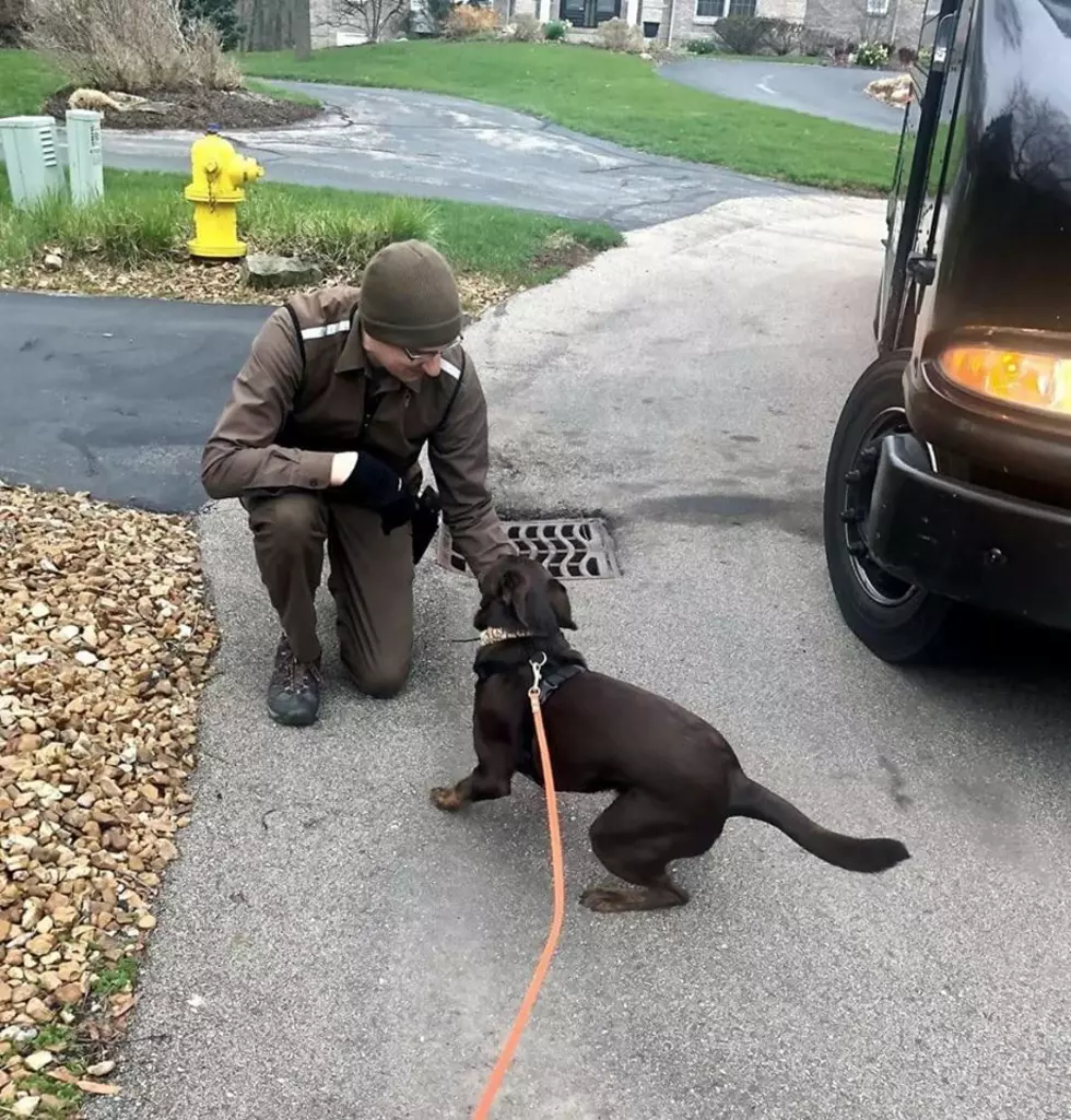Dog Reacts To UPS Driver Like We Do When Seeing People Now