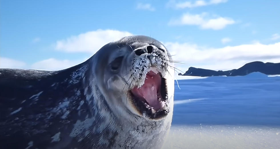 Seals Sing ‘Kiss From A Rose’ By Seal