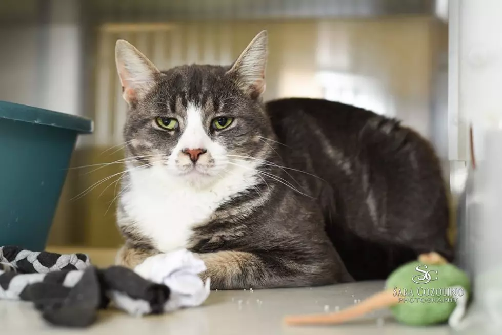 Grumpy Cat at West MI Humane Society Needs a Home
