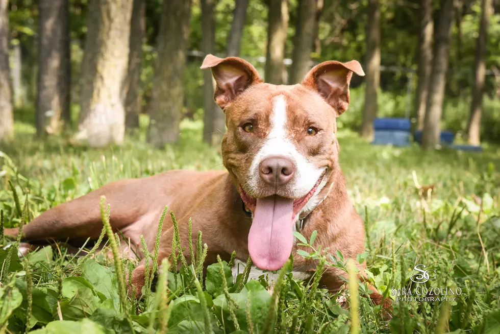 Humane Society of West Michigan