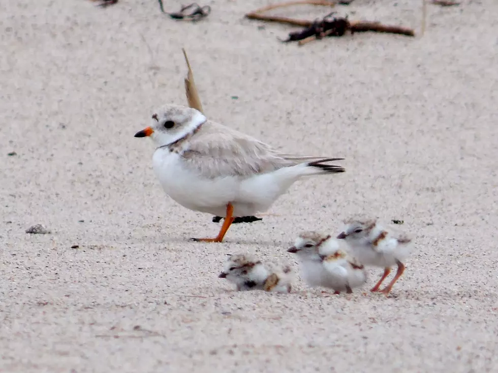39 Endangered Great Lakes Piping Plovers Hatch At Detroit Zoo