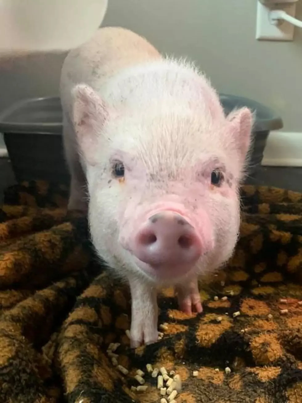 You Can Adopt Baby Pigs at the Humane Society Right Now