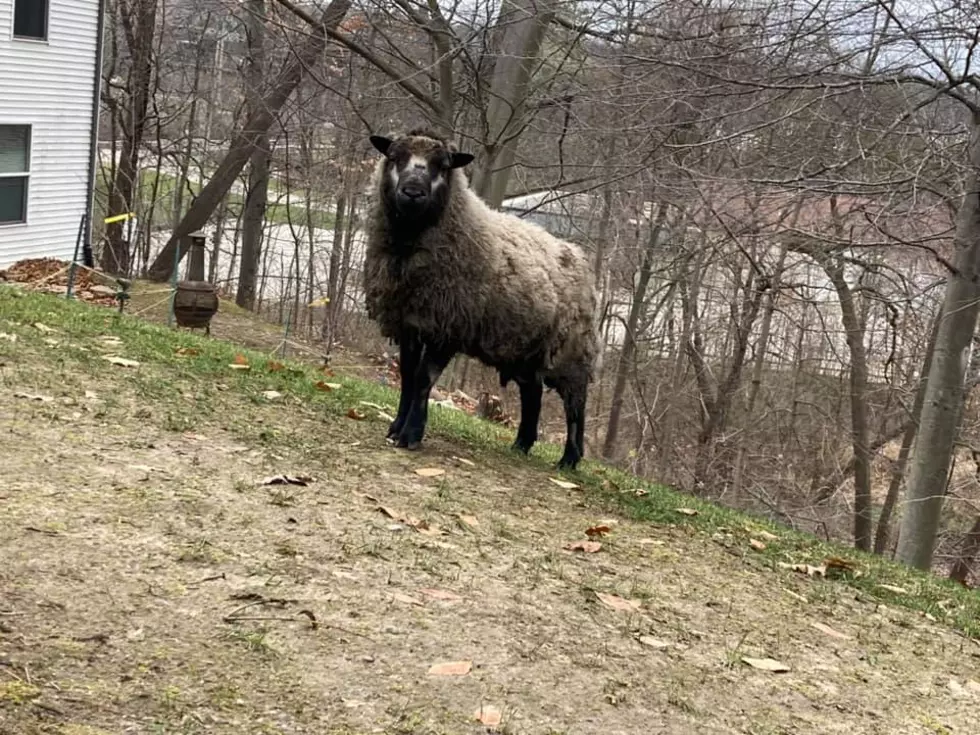 Attempted Break-in Monday in Walker Turns Into A Sheep Chase