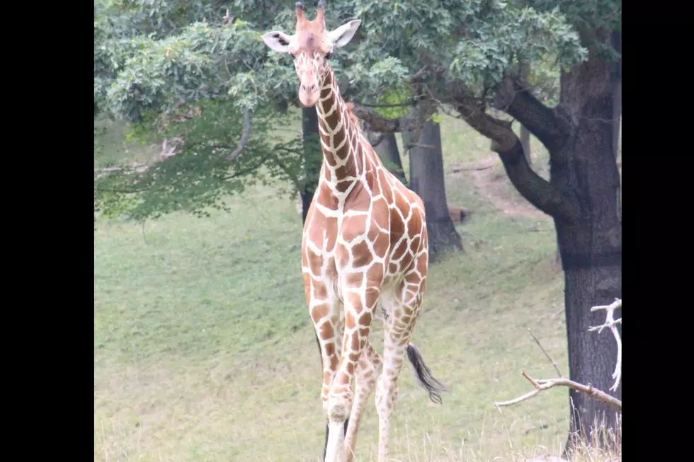 Makena, One of The Giraffes at Binder Park Zoo, Dies