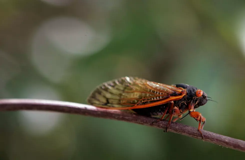 Cicadas Emerging In Michigan Are High And Their Butts Are Falling Off!