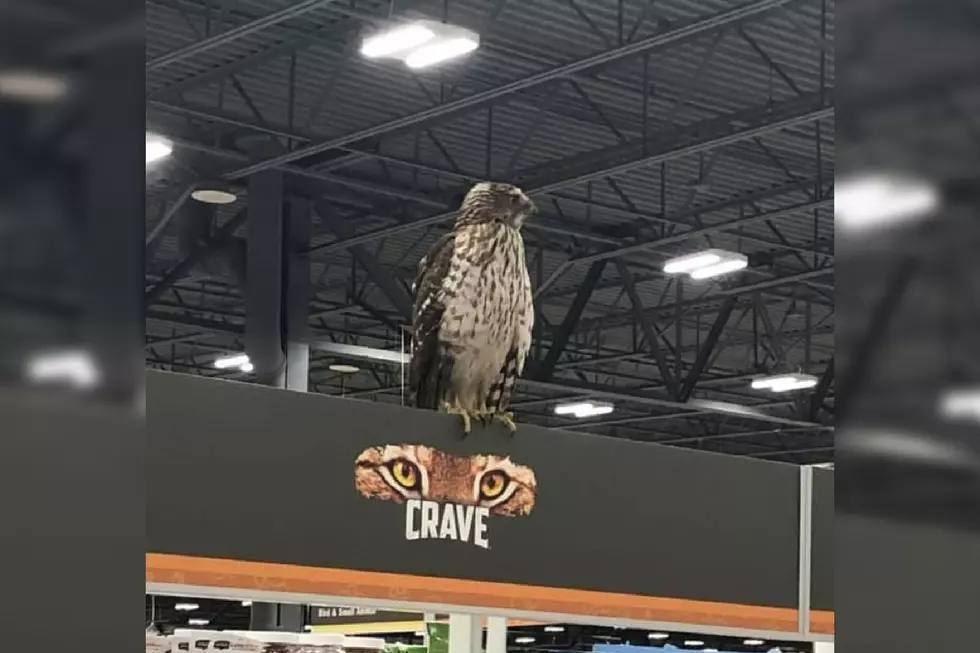 Wait, Is That A Hawk In The Pet Food Aisle of This Michigan Meijer?