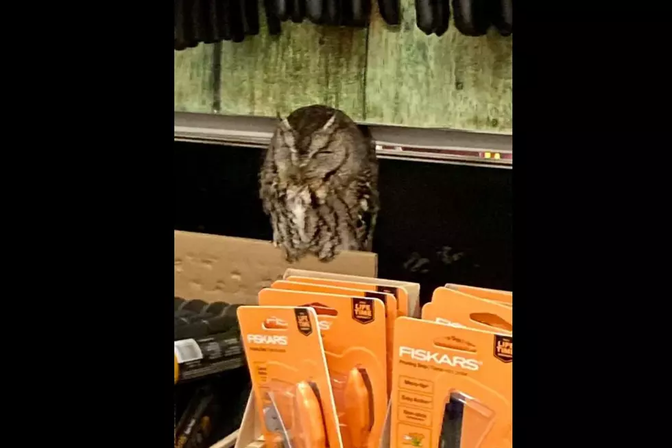 Now An Owl is Spotted Sleeping in A Michigan Lowe’s Store