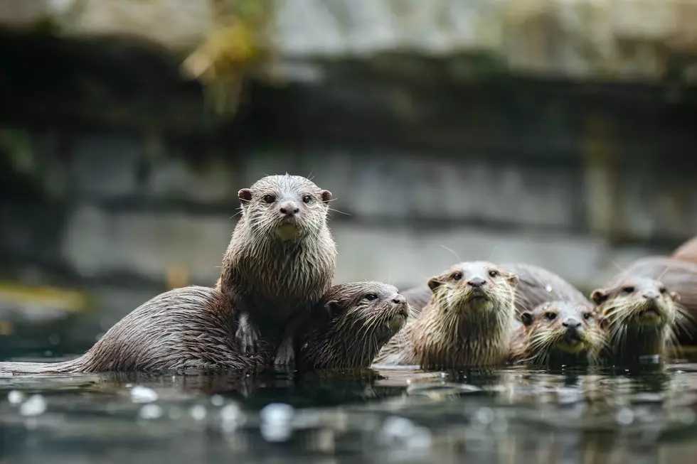 Three Baby Otters Welcomed At Potter Park Zoo In Lansing
