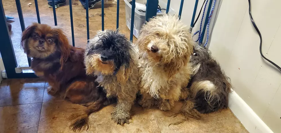 Humane Society of West MI Helped Rescue Over 100 Dogs from a Puppy Mill